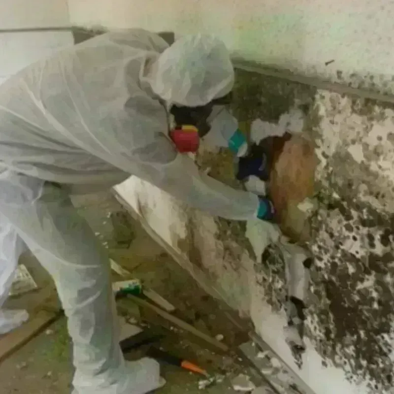 Mold Remediation and Removal in Elmendorf Air Force Base, AK